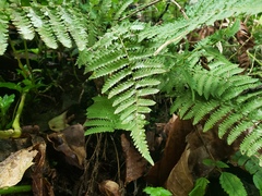 Goniopteris sclerophylla