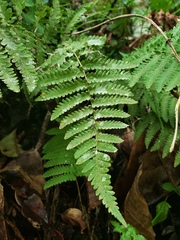 Goniopteris sclerophylla