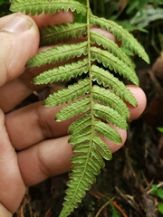 Goniopteris sclerophylla
