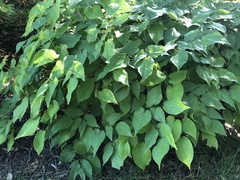 Epimedium × rubrum