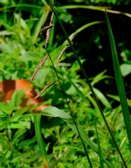 Paspalum paniculatum