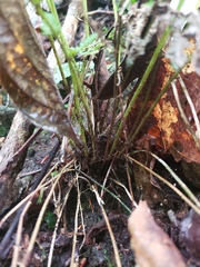 Goniopteris sclerophylla