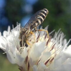 Halictus