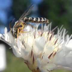 Halictus