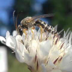 Halictus