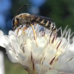 Halictus