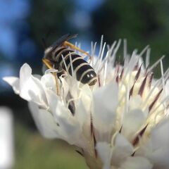 Halictus