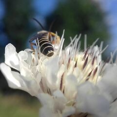 Halictus
