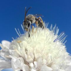 Halictus