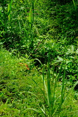 Paspalum paniculatum