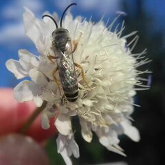 Halictus