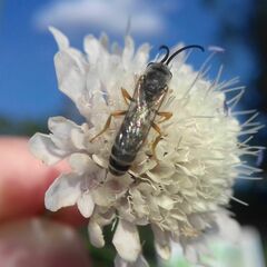 Halictus