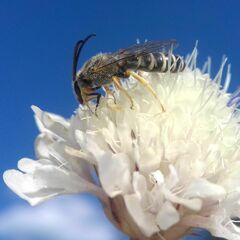Halictus