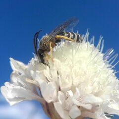 Halictus