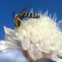 Halictus