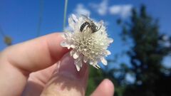 Halictus
