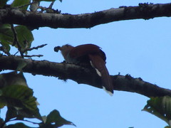 Piaya cayana