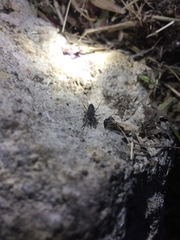 Araneae