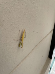 Mantis religiosa
