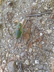 Bradyporinae
