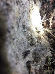 Araneae