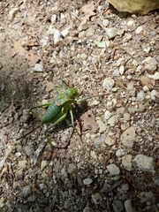Bradyporinae