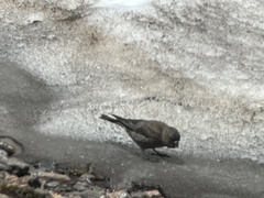 Leucosticte australis