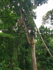 Dacryodes excelsa
