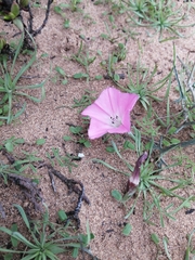 Convolvulus chilensis