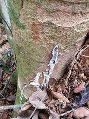 Dacryodes excelsa