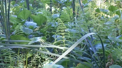 Thelypteris palustris