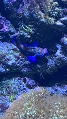 Synchiropus