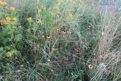 Rudbeckia hirta pulcherrima
