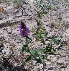 Stachys palustris