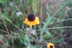 Rudbeckia hirta pulcherrima