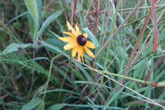 Rudbeckia hirta pulcherrima