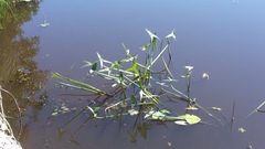 Sagittaria sagittifolia