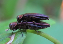 Agrilus pseudocoryli
