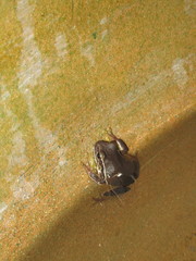 Hyla euphorbiacea