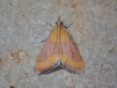 Pyrausta castalis