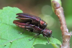 Agrilus pseudocoryli