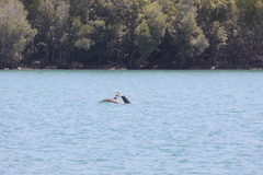 Orcaella heinsohni