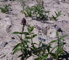 Stachys palustris