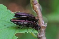 Agrilus pseudocoryli