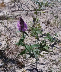Stachys palustris