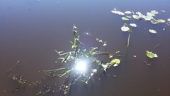 Sagittaria sagittifolia