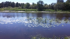 Sagittaria sagittifolia