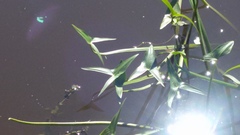 Sagittaria sagittifolia