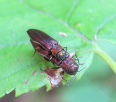 Agrilus pseudocoryli