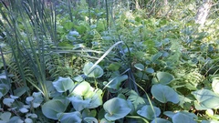 Thelypteris palustris